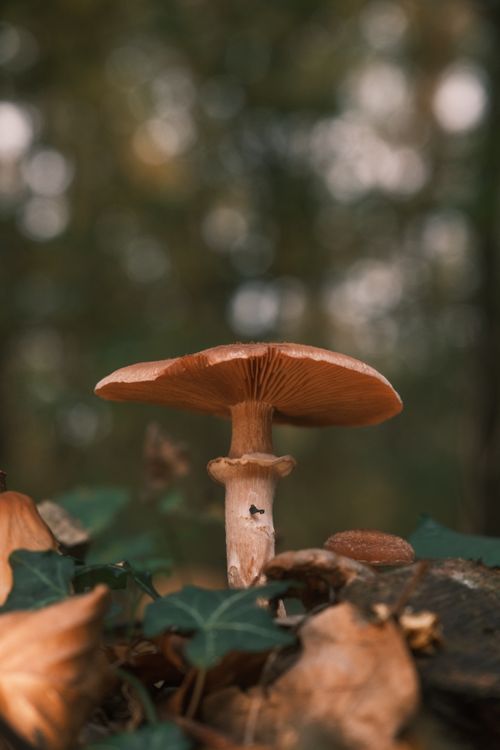 Free A detailed mushroom in a forest, surrounded by fallen leaves, conveying a sense of autumn. Stock Photo