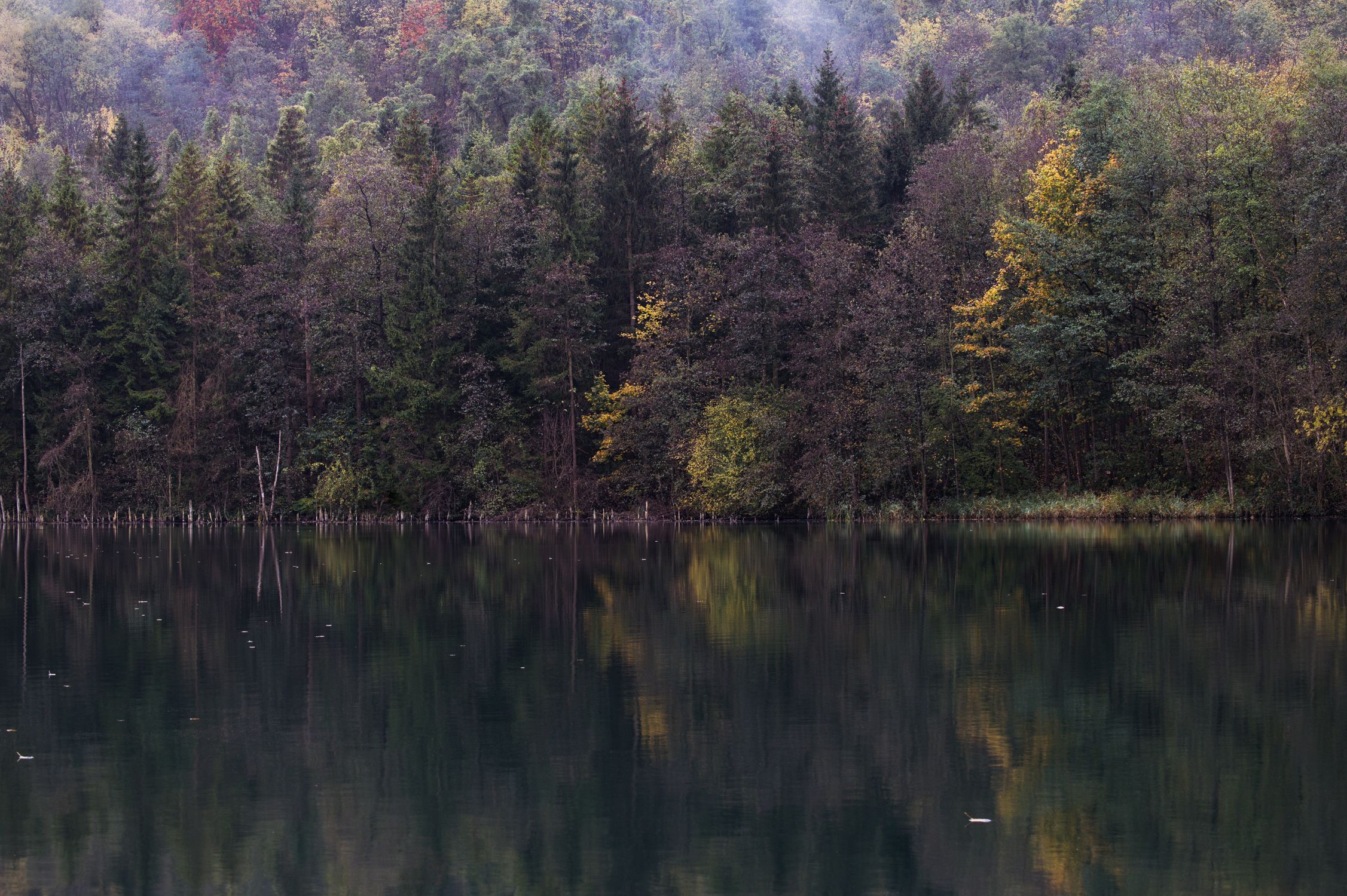 Fall Forest Reflection Autumn Forest Reflection at Tranquil Lake · Free Stock Photo