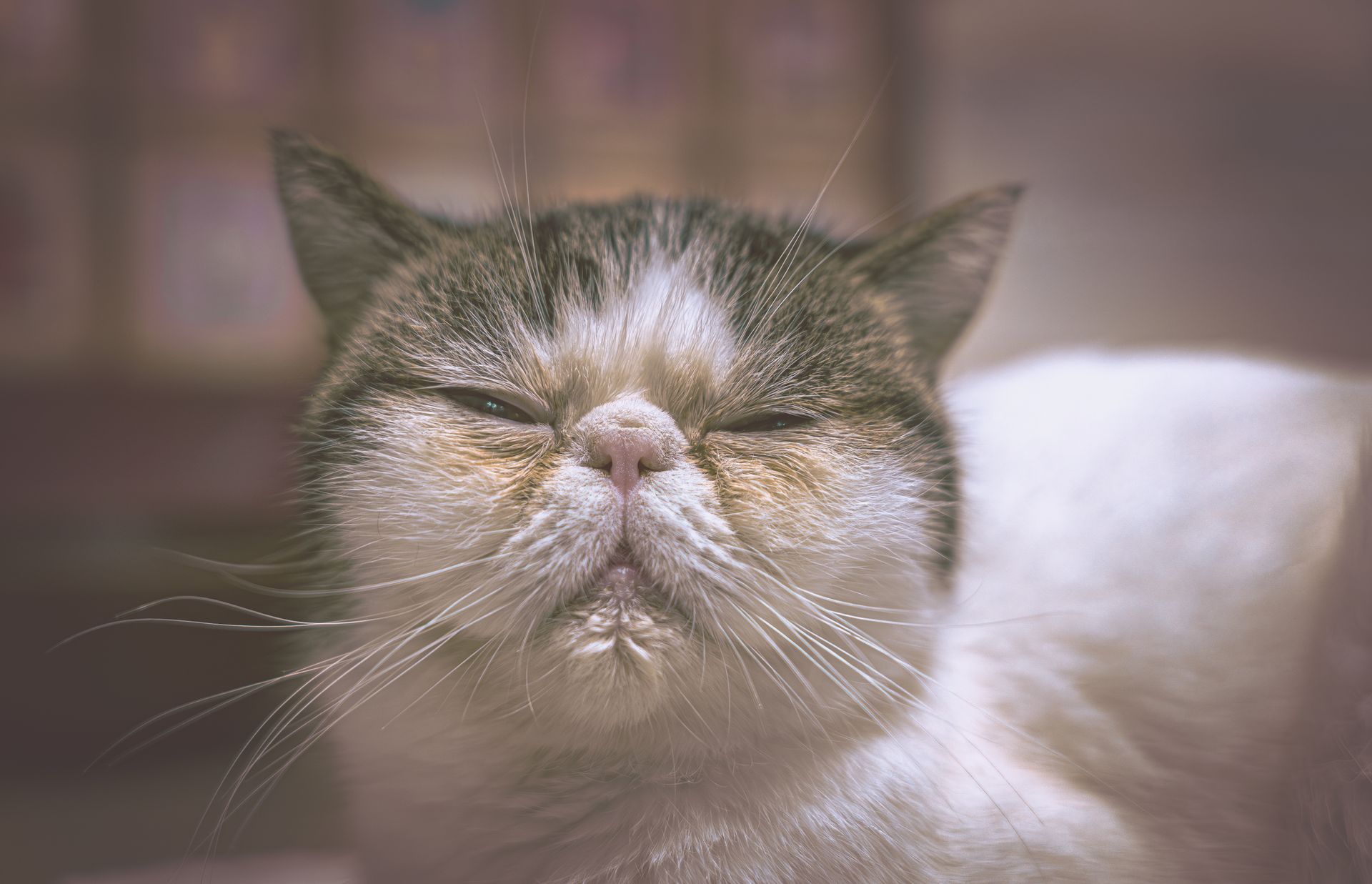 Charming close-up of a grumpy feline with unique fur markings, perfect for pet lovers.