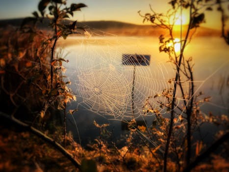 A detailed spider web is lit by the soft glow of a sunrise over a serene lake in Bulgaria.