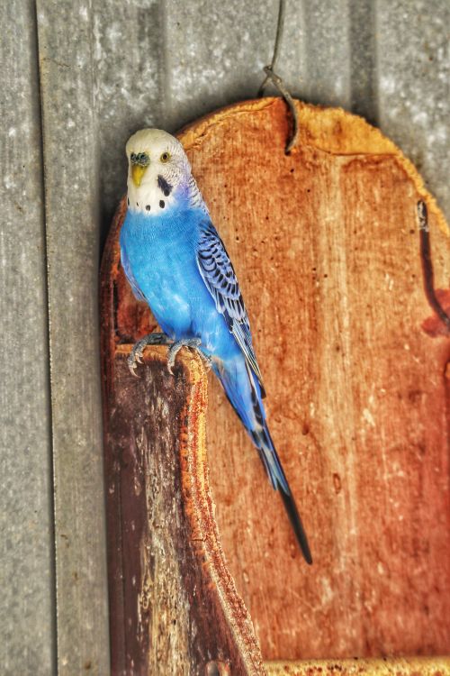 Free Bright blue budgerigar perched on a wooden board against a metal wall, showcasing vibrant plumage. Stock Photo