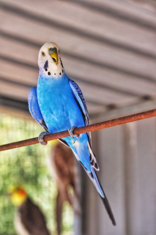 Free A striking blue budgerigar perched on a rusted wire indoors, focused and vibrant. Stock Photo