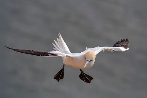 Free A stunning capture of a Northern Gannet in mid-flight over the sea. Stock Photo