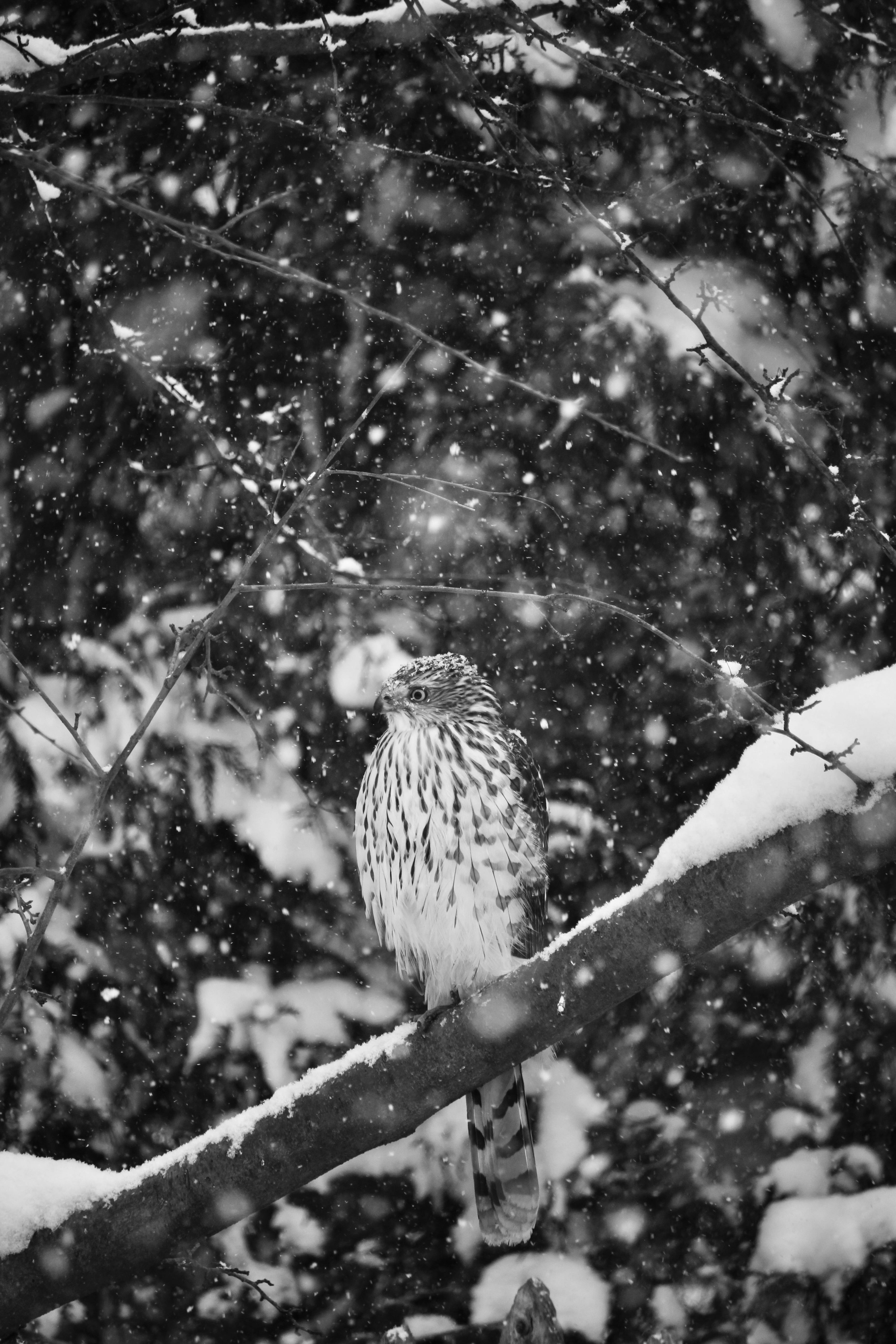 A hawk sits on a snow-covered branch amidst falling snowflakes in a winter scene.