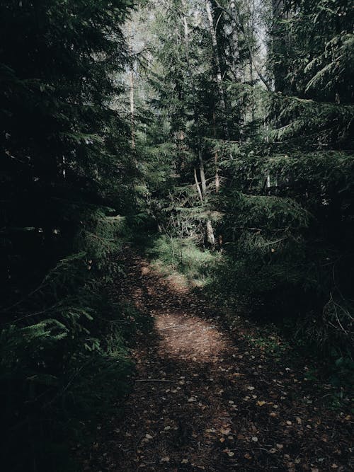 Základová fotografie zdarma na téma cesta, chodník, denní světlo