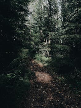 阳光明媚的日子里，沿着质朴小径探索宁静，小径两旁郁郁葱葱的常绿植物环绕
