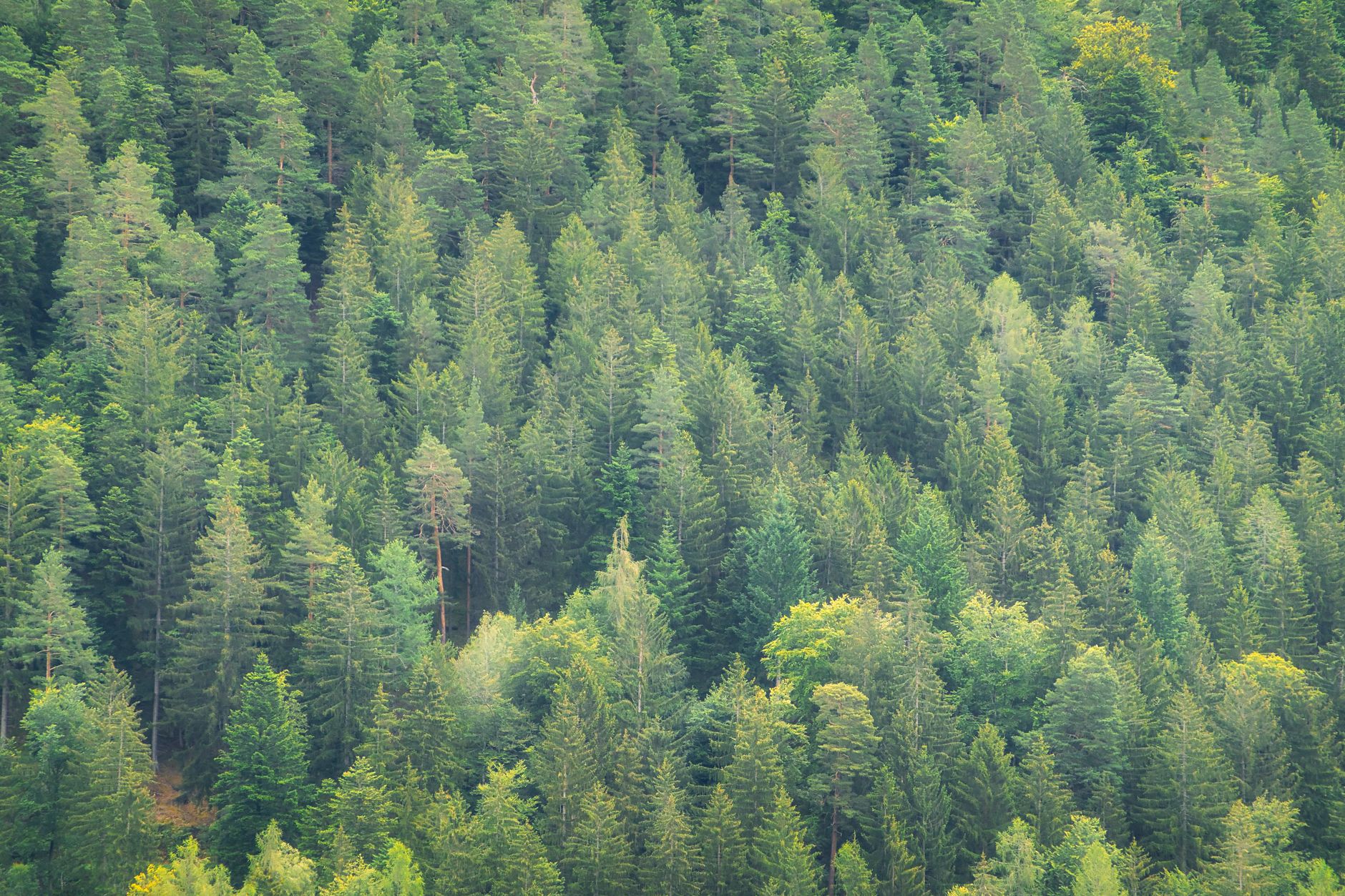 Schwarzwald