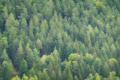 Free Lush, dense evergreen forest landscape in Bad Liebenzell, Germany's Black Forest. Stock Photo