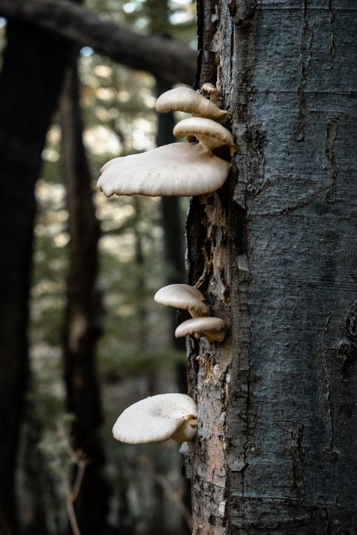 Free Detailed view of white mushrooms growing on tree bark in a lush, serene forest setting. Stock Photo
