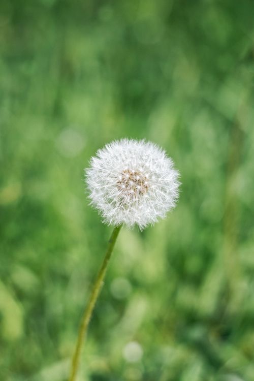 Free Beautiful close-up photo of a single dandelion with blurred green background, showcasing nature's simplicity. Stock Photo