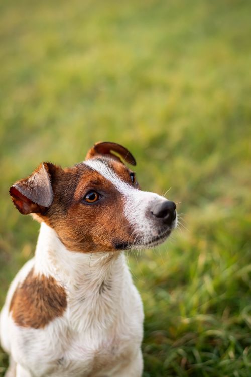 Free A cute Jack Russell Terrier with a focus on a green, grassy outdoor setting. Perfect for pet lovers. Stock Photo