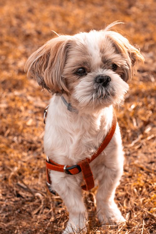 Free Charming Shih Tzu dog enjoying a sunny autumn day outdoors. Stock Photo