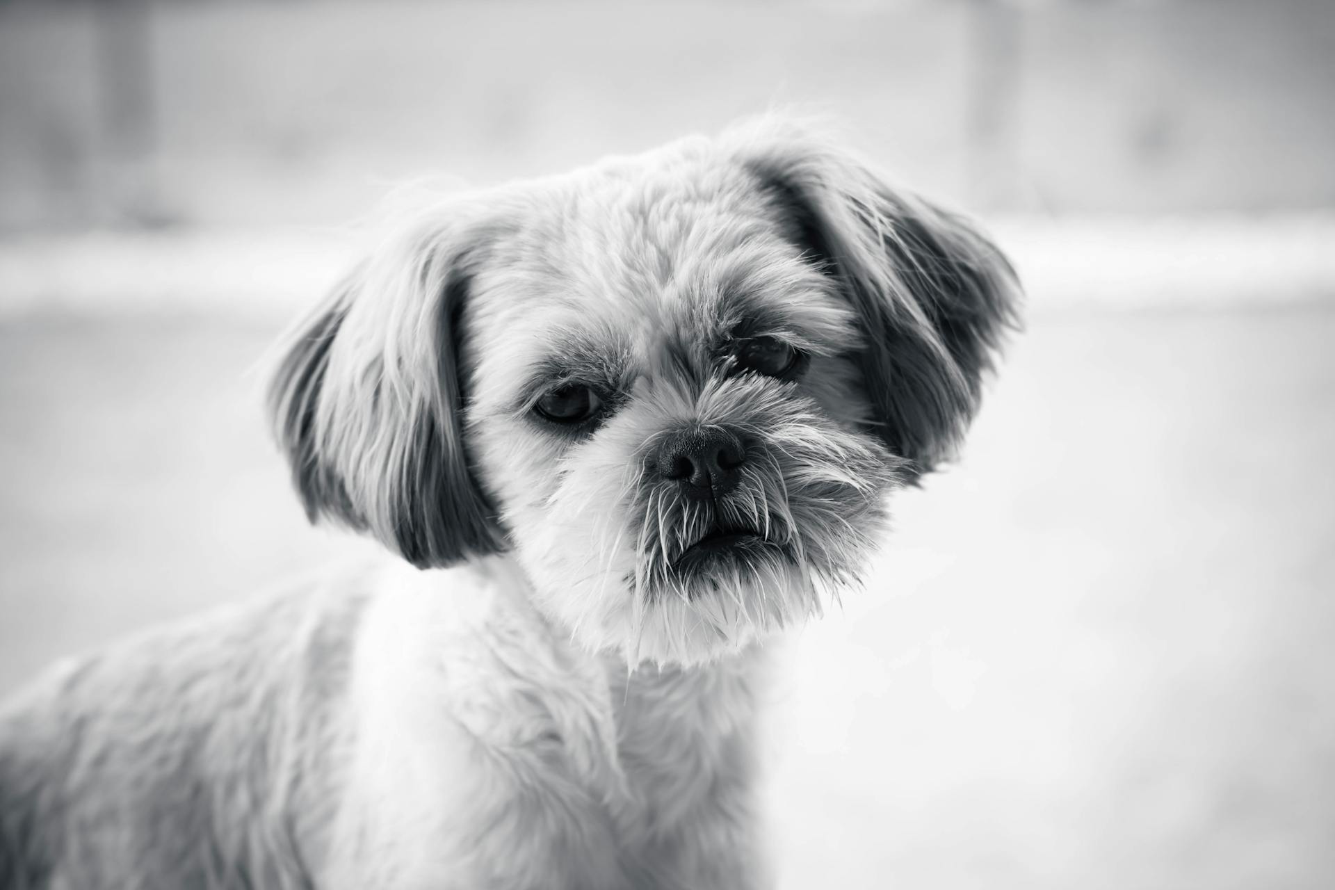 Söt monochrom porträtt av en Shih Tzu-hund med ett nyfiket uttryck.