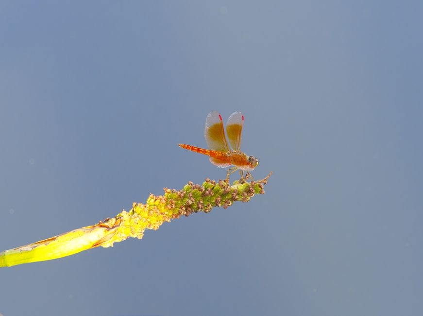 1億年前の琥珀に『カニのハサミを持つ虫』が閉じ込められていた — どの現生昆虫にも似ていない異形