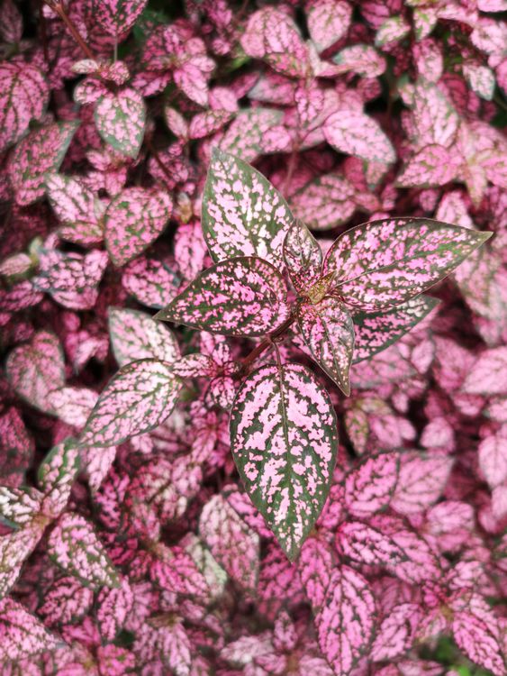 scindapsus pictus jade satin variegata 4