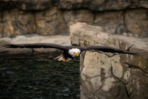 Free A majestic bald eagle glides gracefully over rocky terrain, showcasing its impressive wingspan and strength. Stock Photo