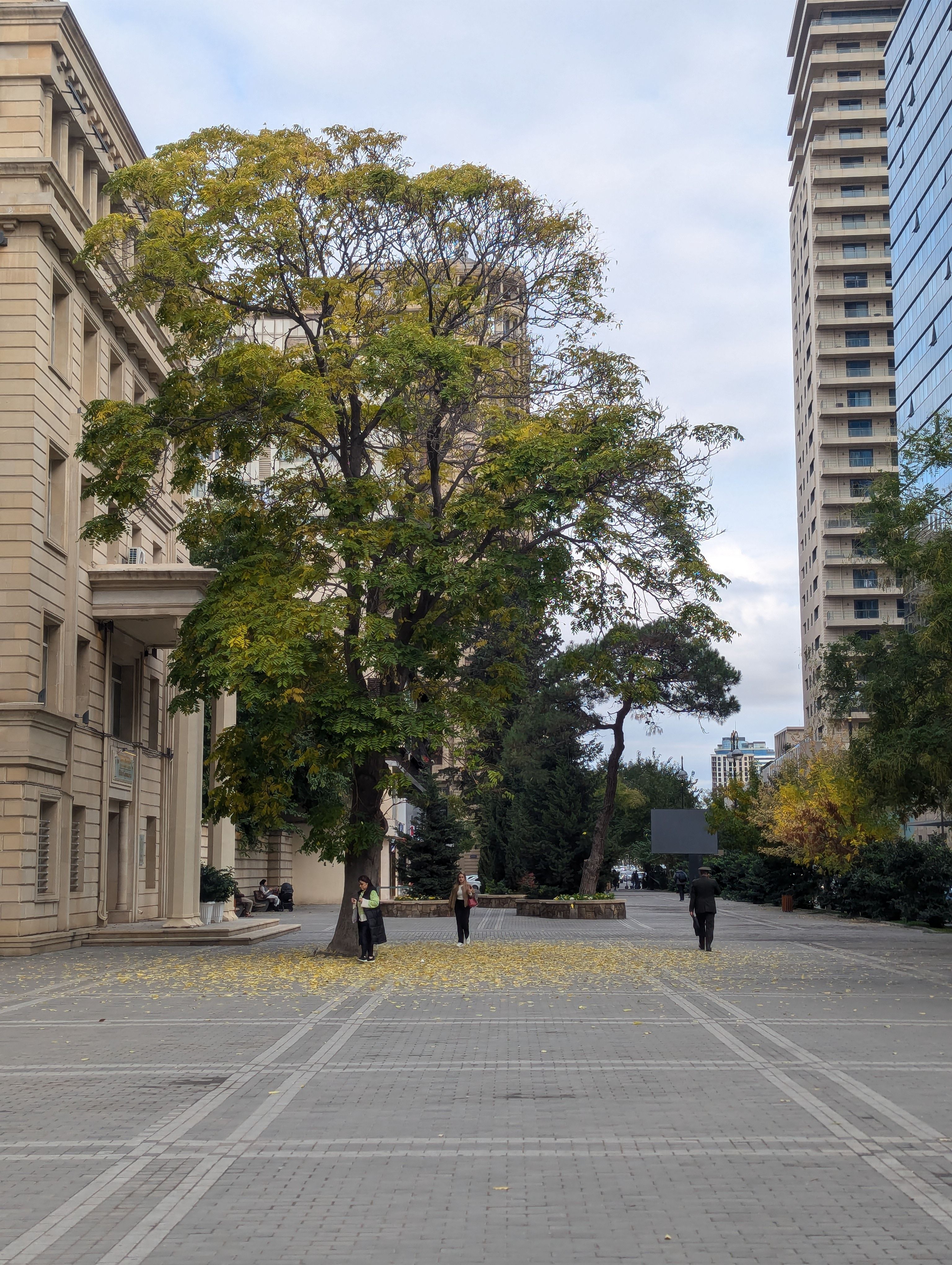 Urban Street with Tall Buildings and Trees · Free Stock Photo