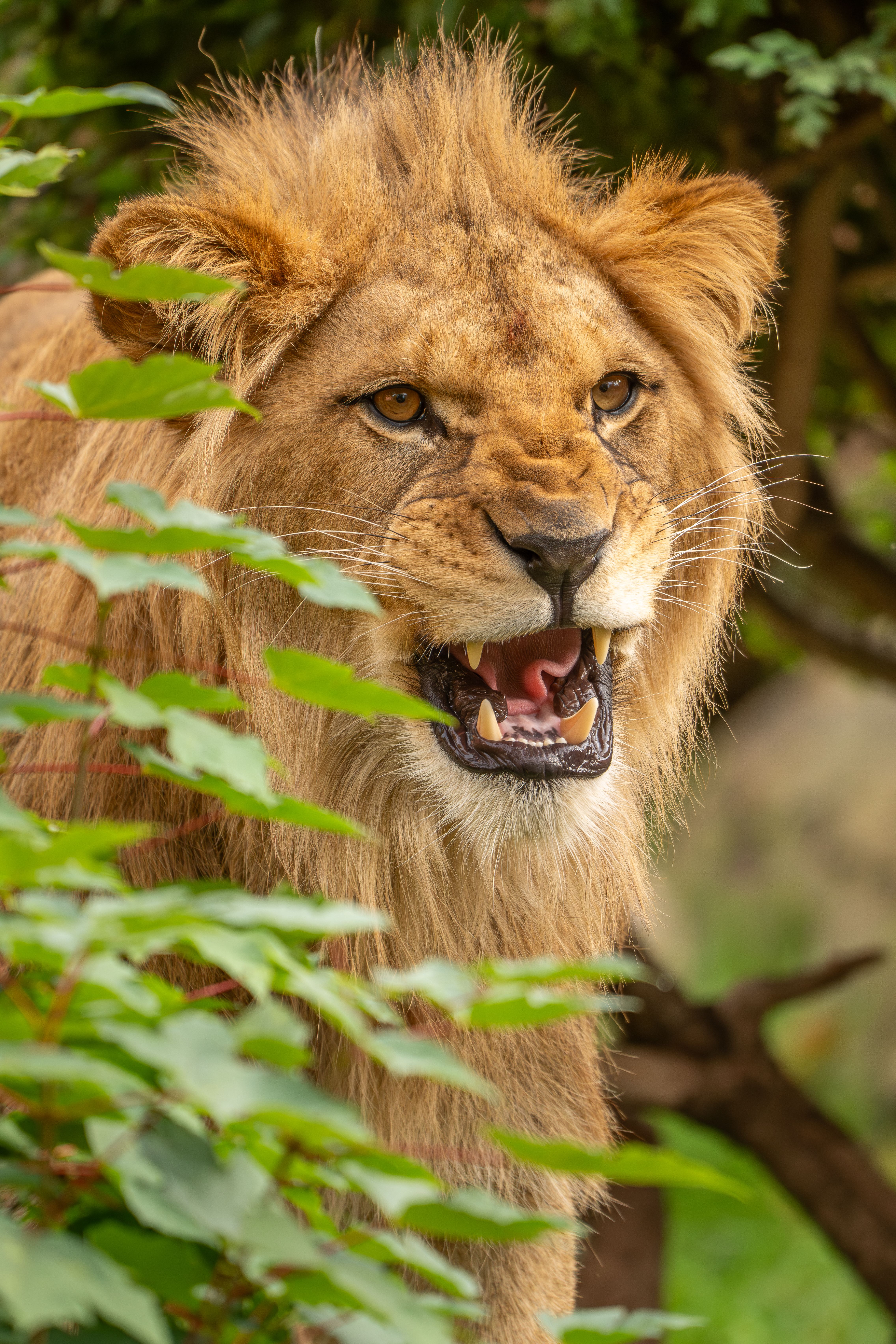 Close-up of a majestic lion roaring amidst green foliage, showcasing its powerful presence.