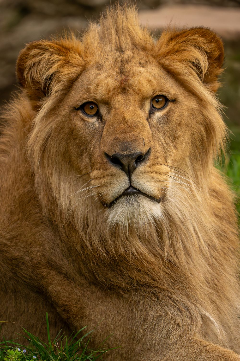 Majestic Lion Portrait In Natural Habitat Free Stock Photo majestic-lion-portrait-in-natural-habitat-free-stock-photo