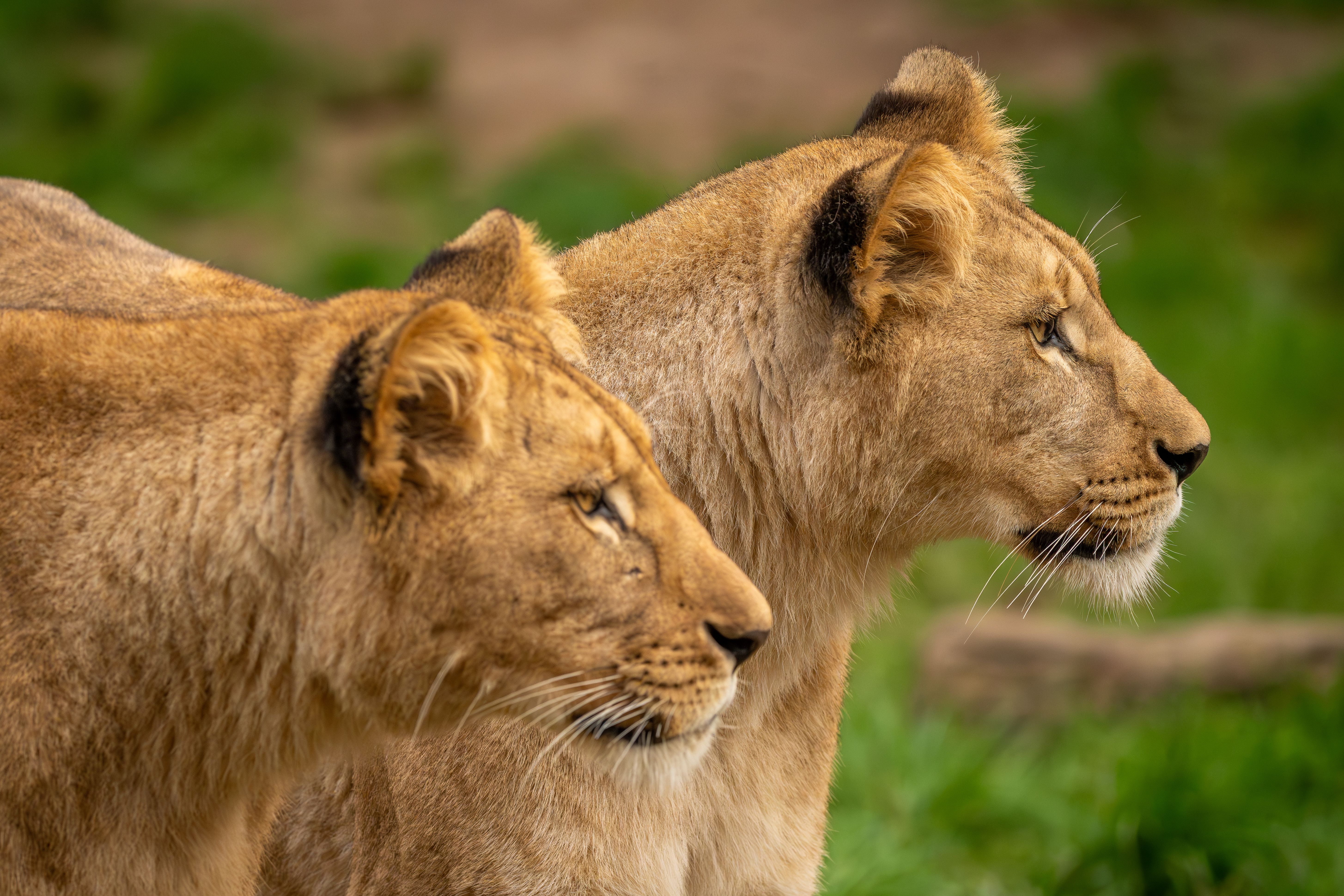 Close-up of two lions in a grassy savannah, exuding strength and grace.