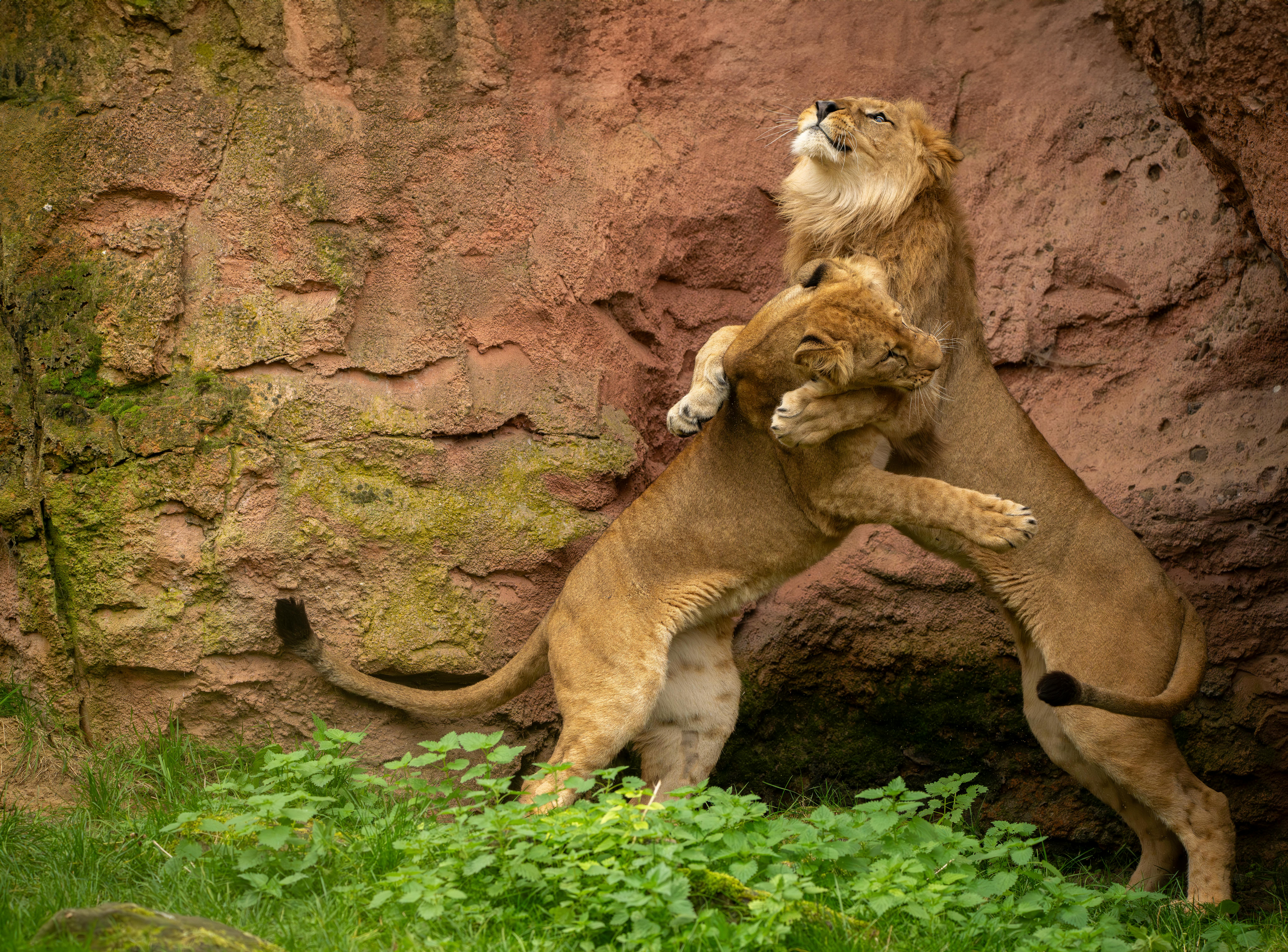 A pair of majestic lions playfully interacting against a rocky backdrop, showcasing their grace and strength.