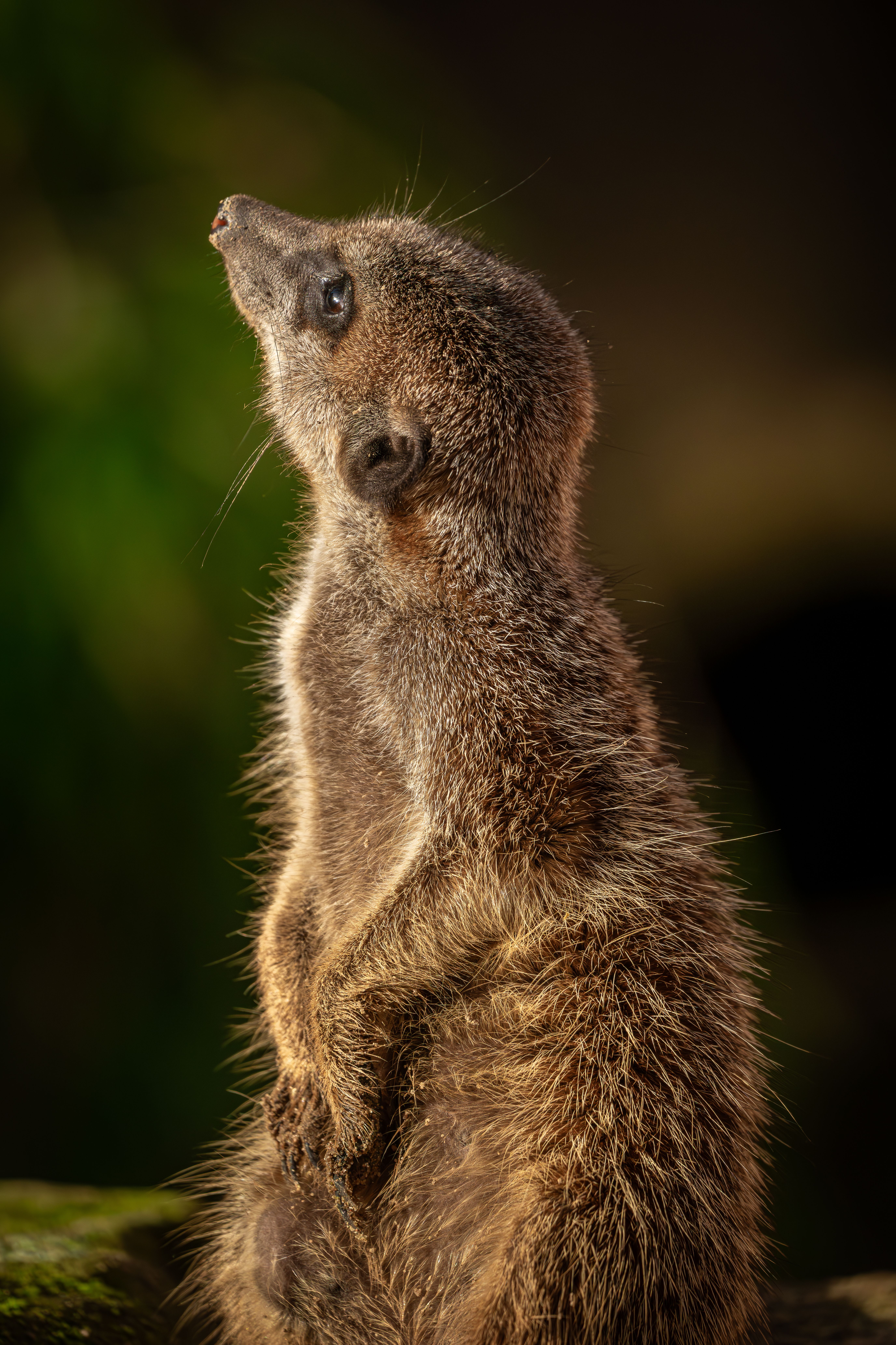 Alert Meerkat on Guard in Natural Habitat · Free Stock Photo