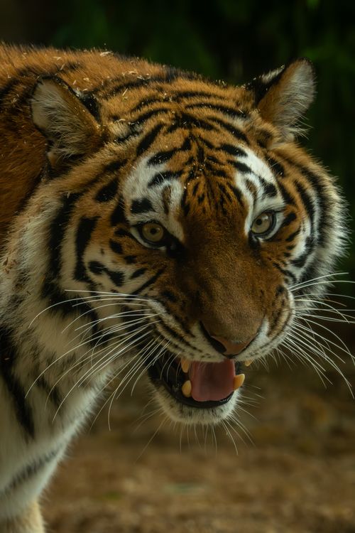 Free Close-up of a powerful tiger displaying an intense gaze in dense jungle setting. Stock Photo