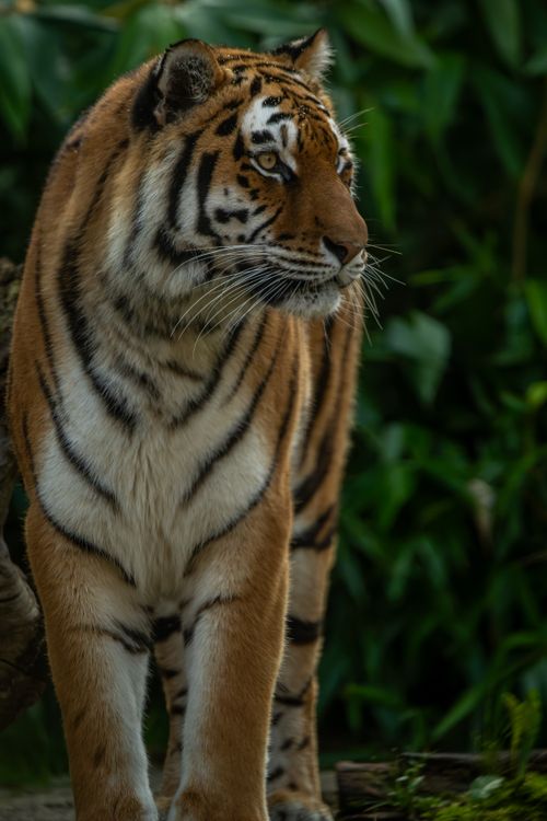 Free A Bengal tiger stands gracefully amidst dense jungle foliage, capturing the essence of wilderness. Stock Photo
