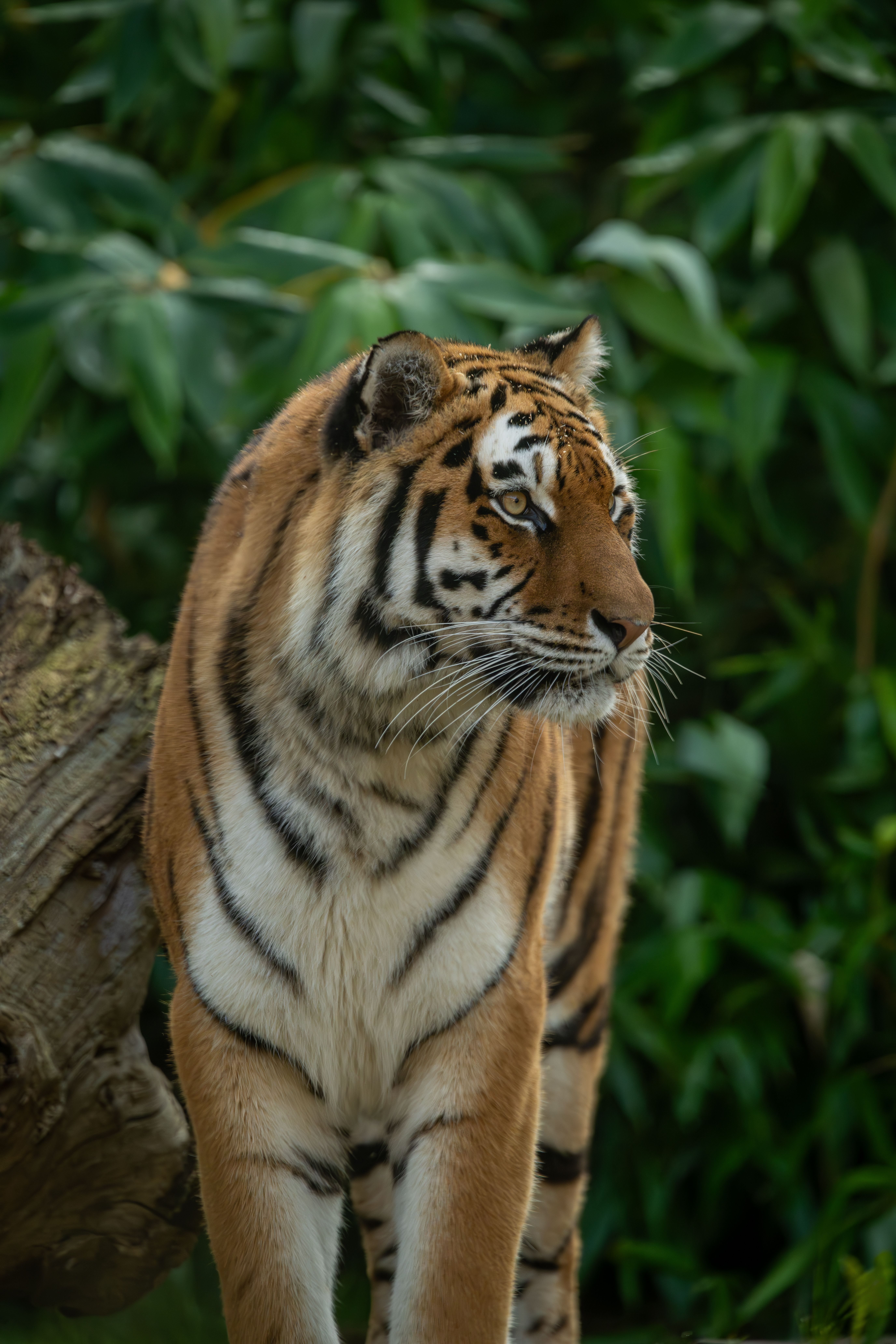 A majestic Bengal tiger prowls through dense jungle foliage, showcasing its graceful stripes.