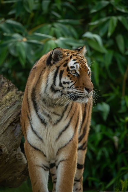A majestic Bengal tiger prowls through dense jungle foliage, showcasing its graceful stripes.
