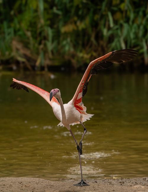 Free Elegant flamingo displaying its wings by a tranquil wetland. Stock Photo