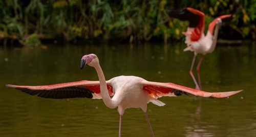 Free Close-up of graceful pink flamingos with wings spread in a serene natural water setting. Stock Photo