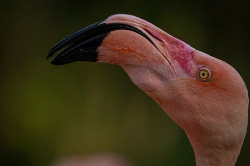 Free Elegant close-up of a flamingo showcasing its vibrant pink feathers and striking features. Stock Photo