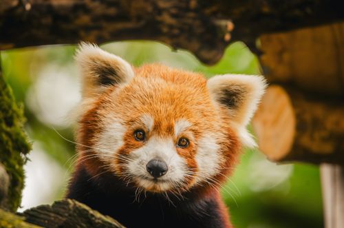 Free A cute red panda peeking through tree branches in a lush forest setting. Stock Photo