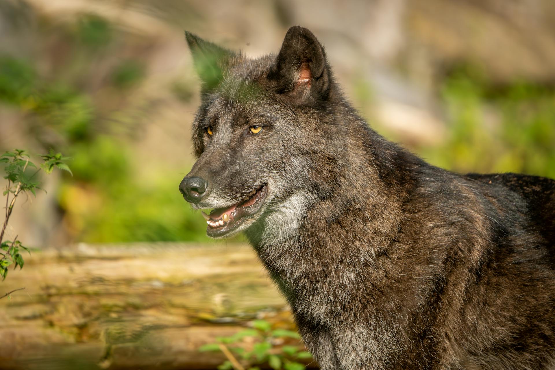 Stunning portrait of a gray wolf in its natural habitat, embodying wilderness and strength.