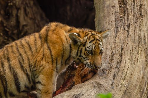 Free A playful tiger cub in its natural jungle habitat, exploring a tree with curiosity. Stock Photo