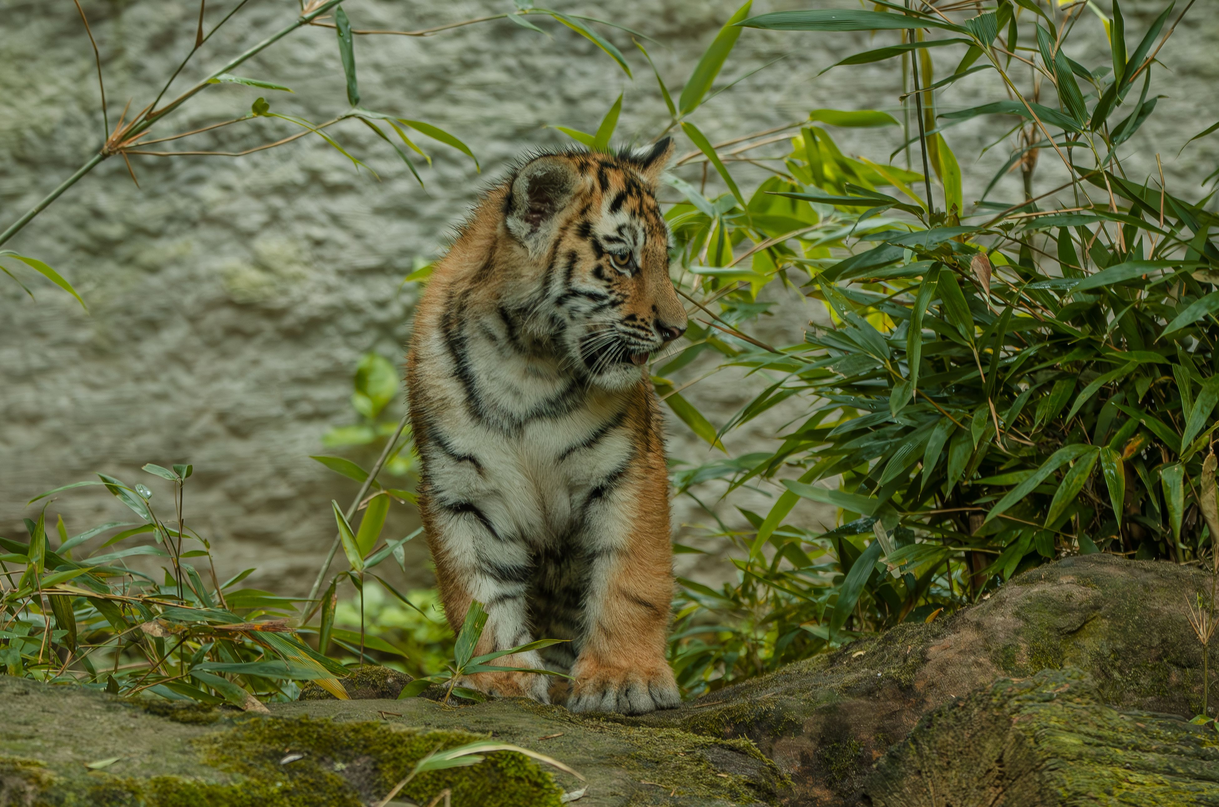 Tours, activities & tickets in Cologne Zoo