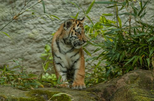 Free Cute tiger cub standing on rocks in a lush jungle setting. Stock Photo