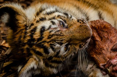 Free A detailed close-up of a resting tiger cub with a focus on its delicate stripe pattern. Stock Photo