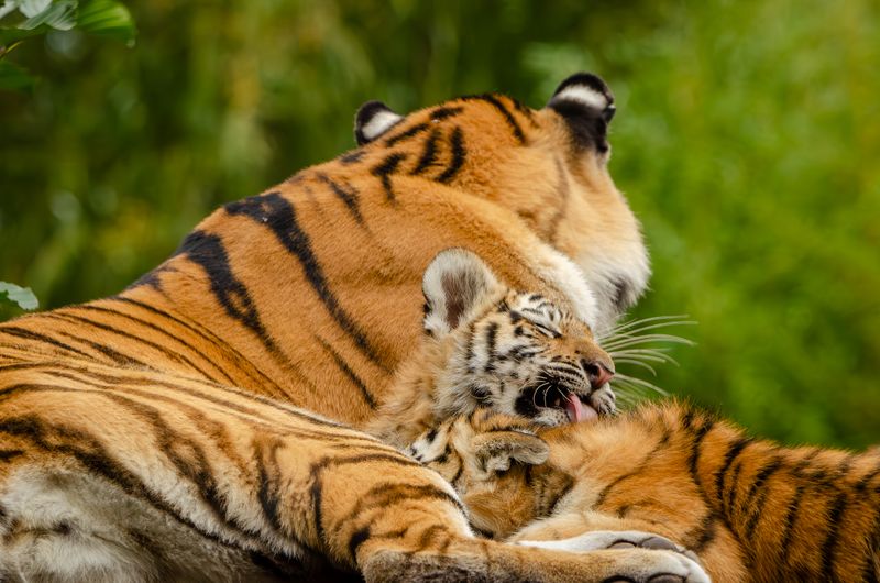 A Bengal tiger mother tenderly grooming her cub in the wild.