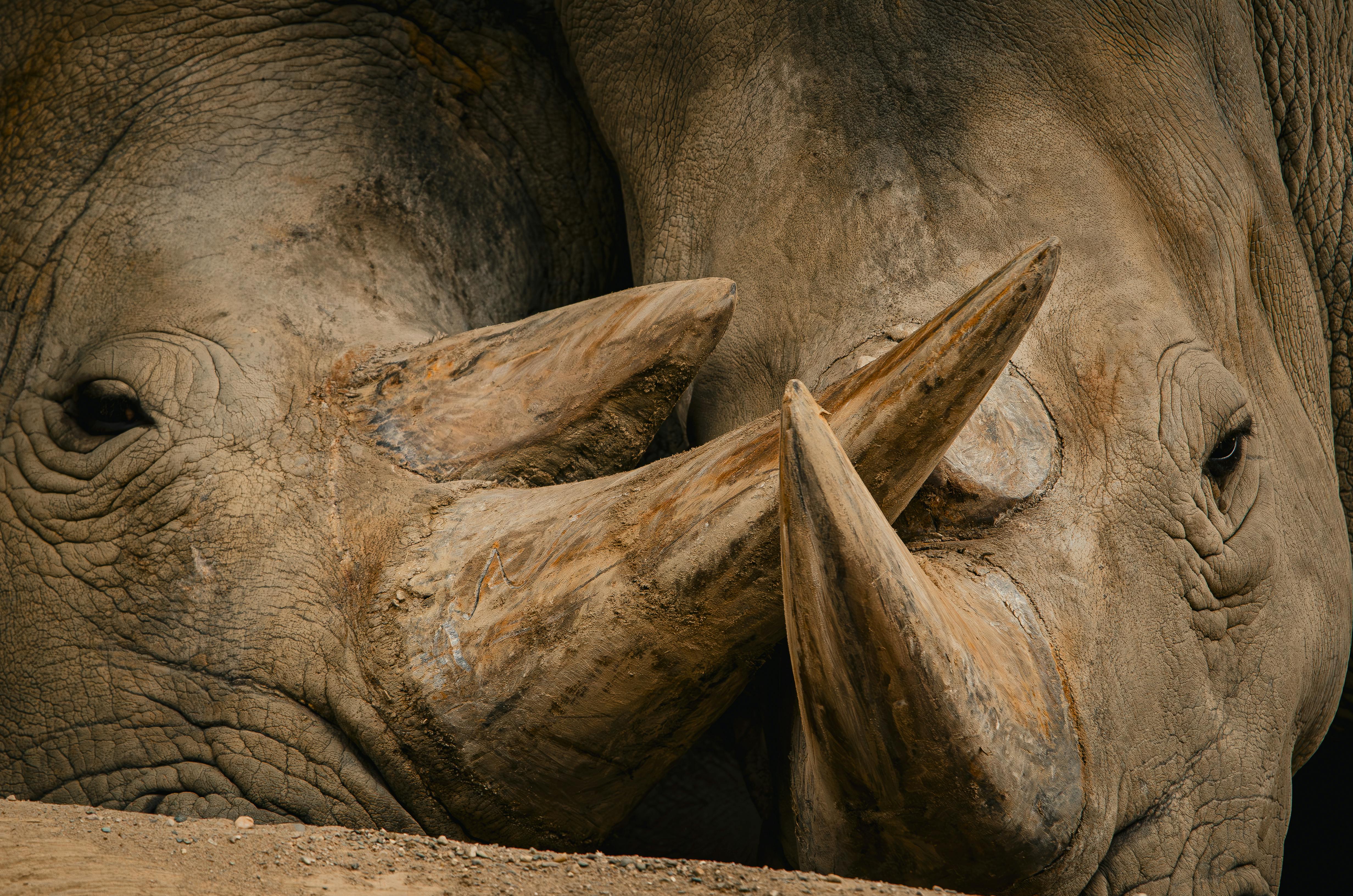 Gratuit Nashorn Près De La Pause Du Repos Photos