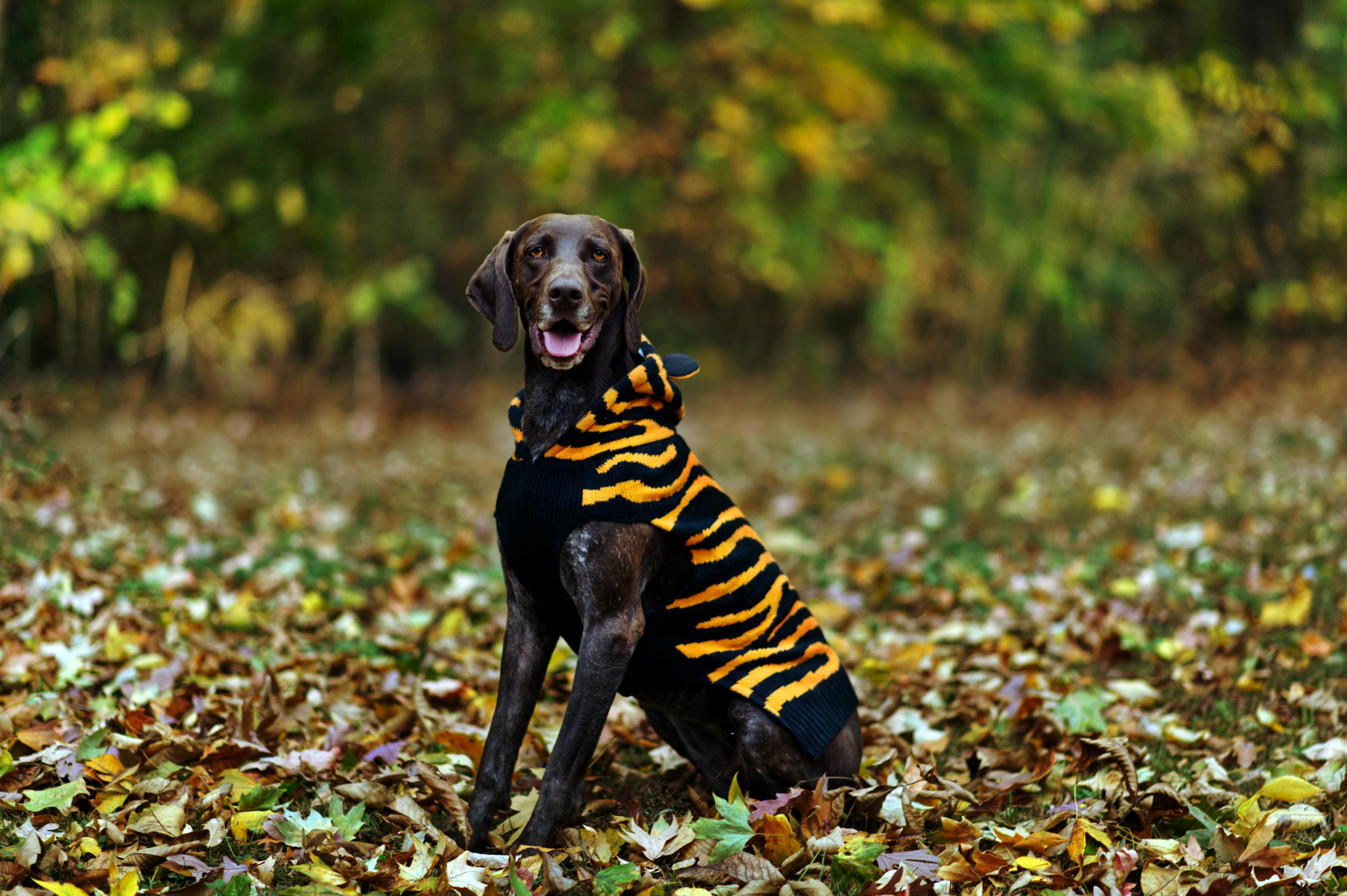 Gratis Immagine gratuita di abbigliamento per cani, adorabile, alberi Foto a disposizione