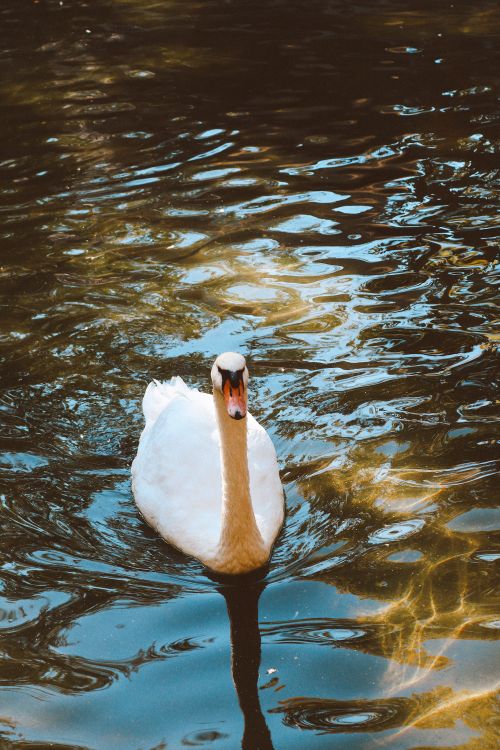 Free Elegant white swan gliding gracefully on a sunlit pond with shimmering water reflections. Stock Photo