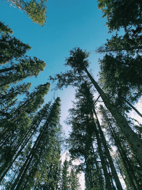 Free Worm's-eye View of Tall Trees Stock Photo
