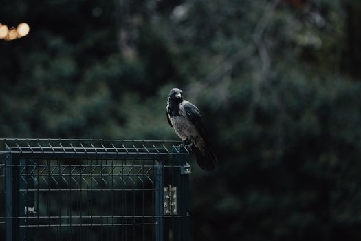 A crow perched on a metal gate with a moody forest background, creating an eerie atmosphere.