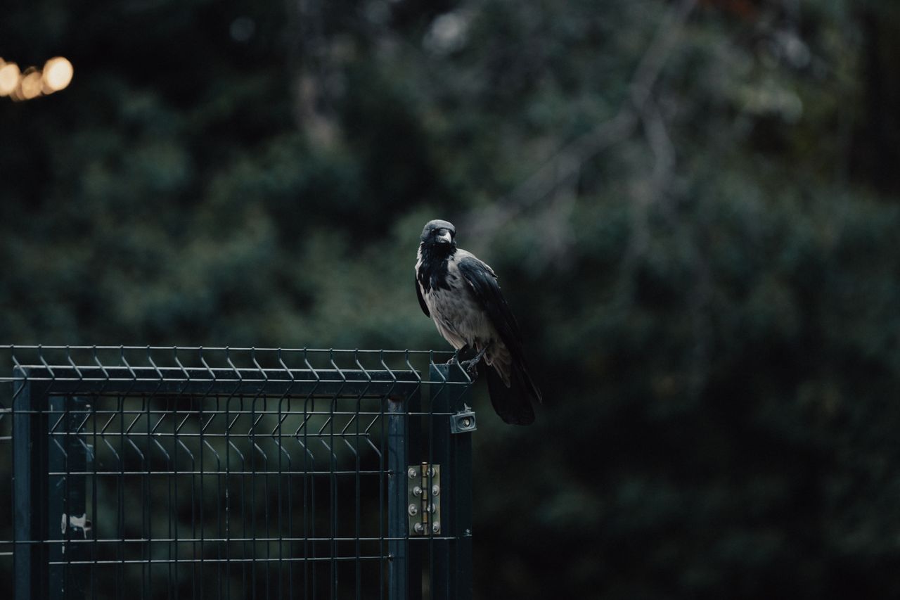 a crow perched on a metal gate with a moody forest background creating