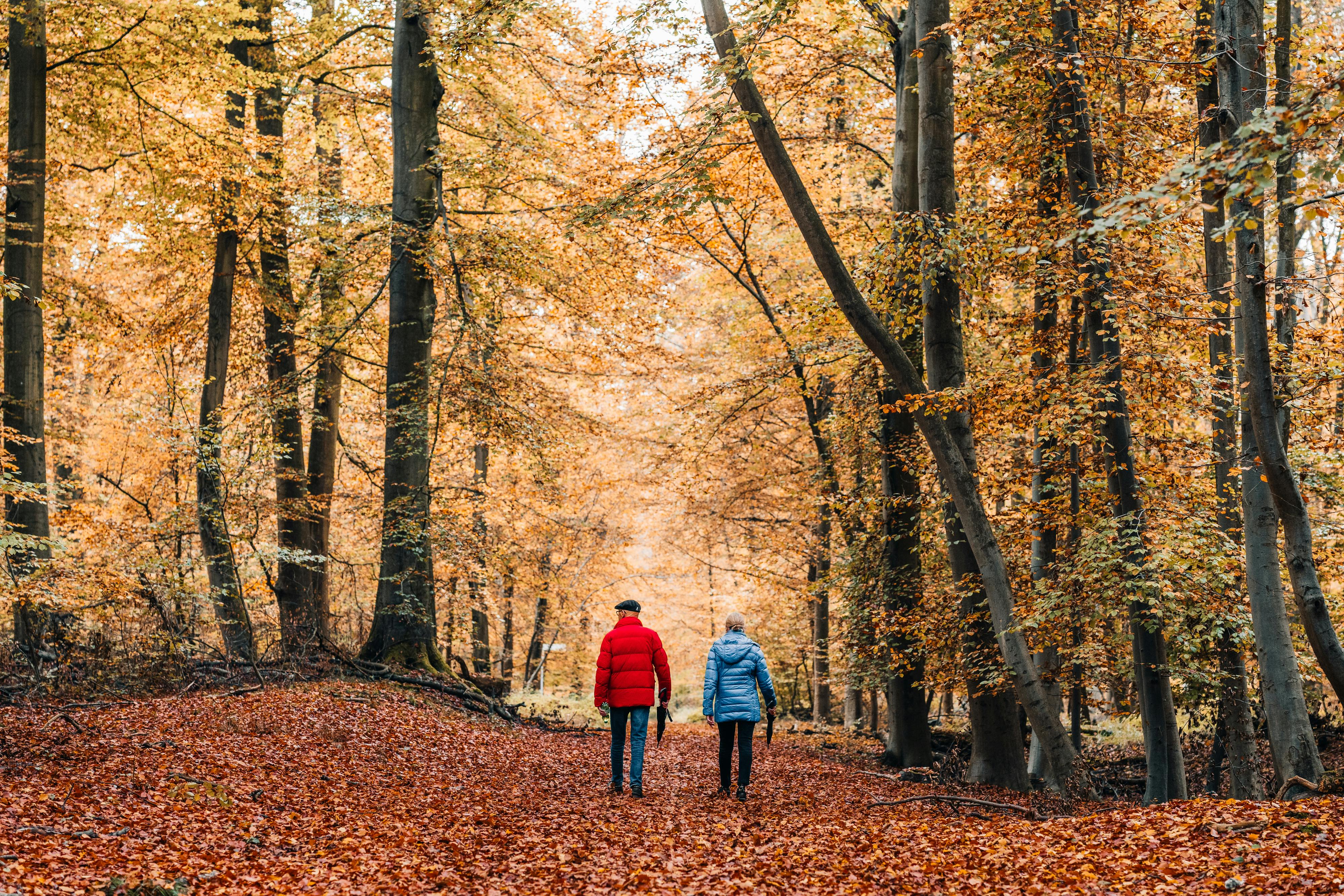 Couple in colorful jackets walking through a scenic autumn forest filled with fallen leaves.