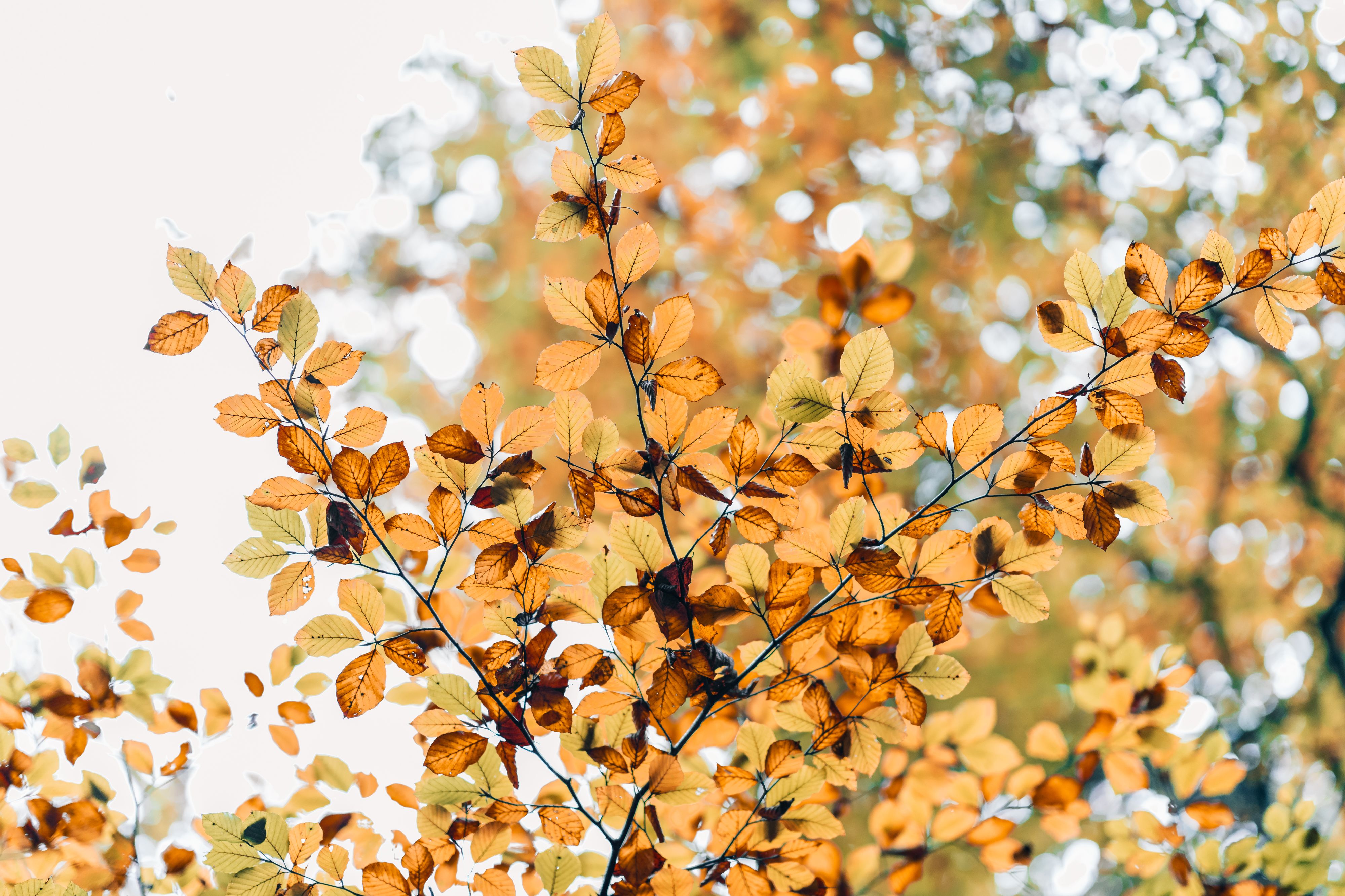 Golden Autumn Leaves Against Bright Sky · Free Stock Photo