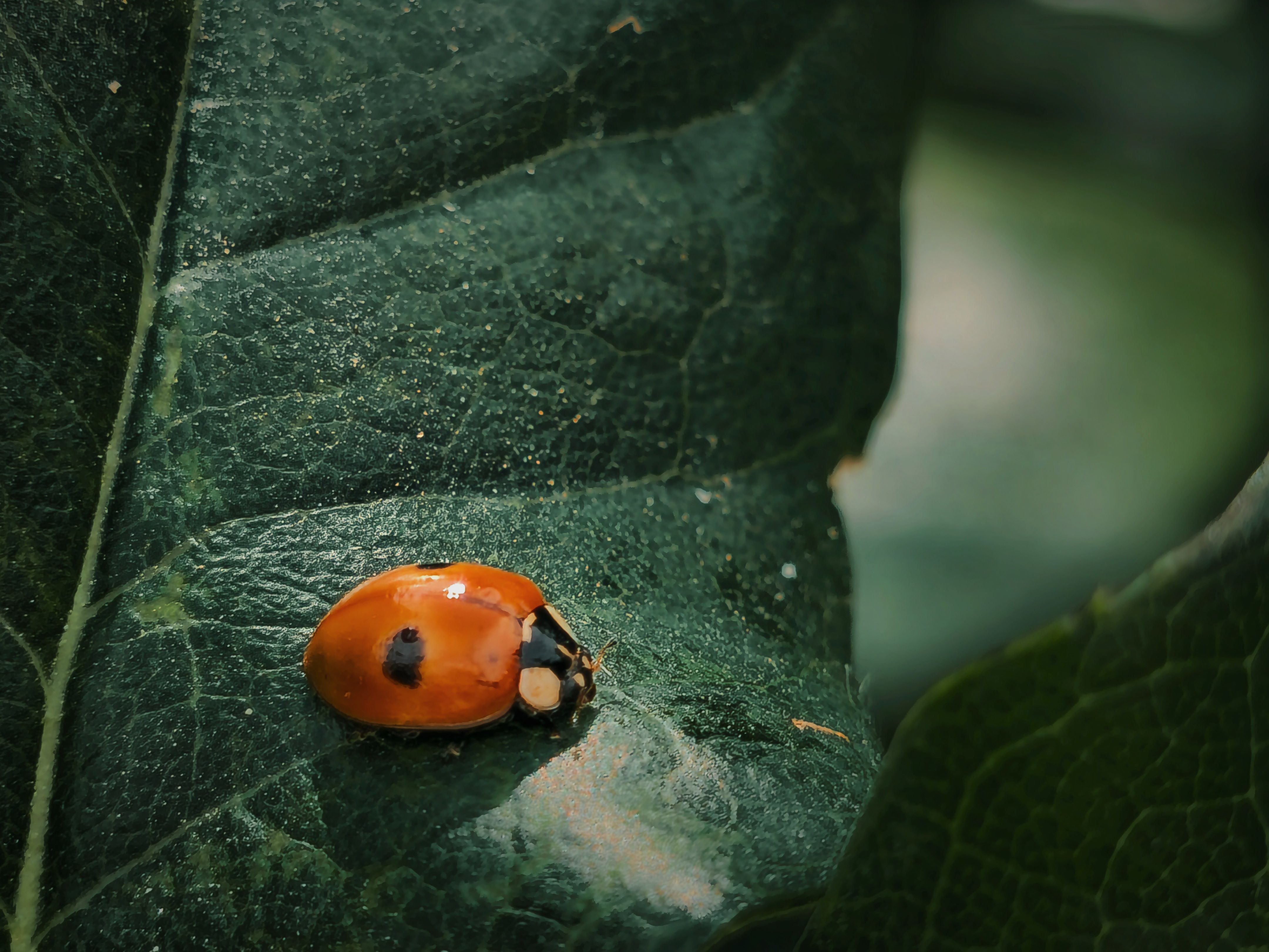 Macro View of Ladybug on Green Leaf Outdoors · Free Stock Photo