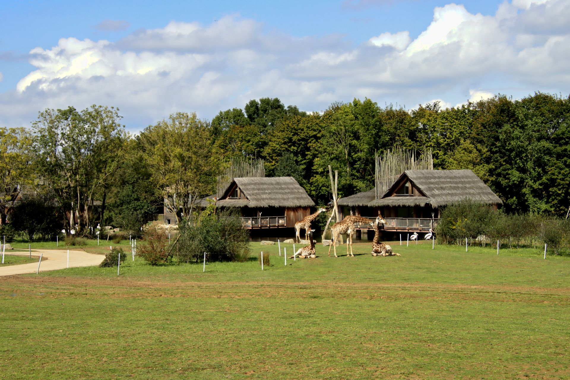 Giraffes roam in front of a safari-style lodge in Port-Saint-Père, France